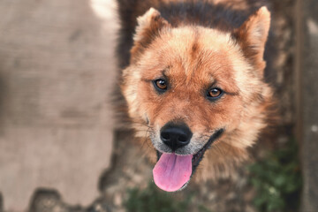 オオカミの血筋を引く犬