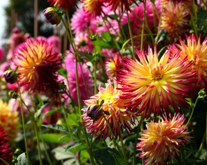 pink and yellow dahlias