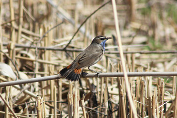 red winged blackbird