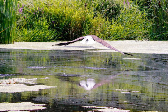 Bald Eagle Flying Above The Water Surface.