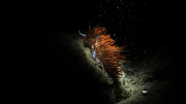 Unique artistic underwater video of a vibrant sea creature in the dark lit up only by the light of a scuba divers snoot video torch