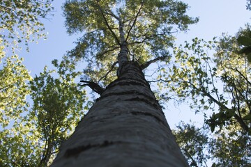 Fototapeta premium tree in the forest