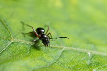 Fototapeta na wymiar Macro ants are on the leaf