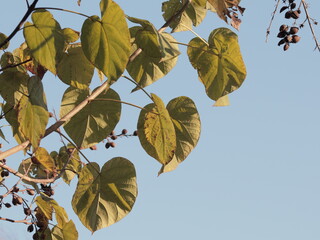 autumn leaves against blue sky