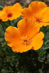 orange flower in the garden