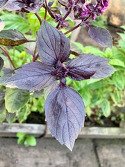 Fresh purple basil grows in the garden.