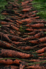 A large harvest of carrots is stacked in rows. Carrot blanks.