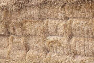 Natural background with hay and straw for  interior or for postcard with hay and straw with large  chaffs of hay and straw or for background of hay and straw with place for text about ecology