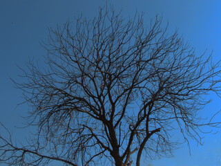 tree against sky