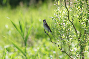 bird on a branch
