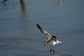 Seagull catching a morsel by the sea