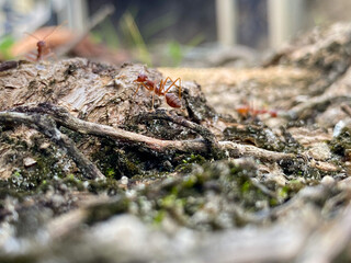 ants on the wood