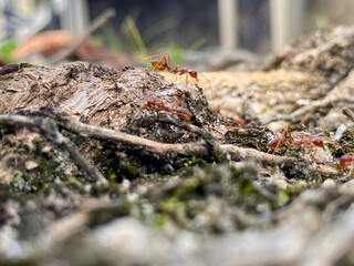 ants in the forest