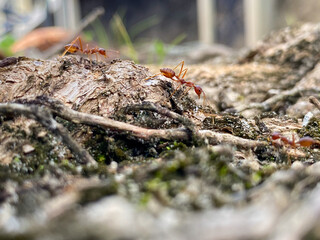 ants in the forest