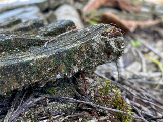 ants on the weathering concrete