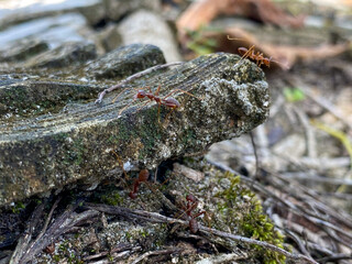 ants on the weathering concrete