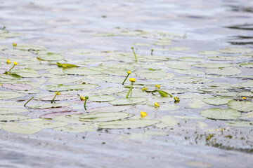 Lovely close-up photo of seaside water flowers blooming in yellow color.