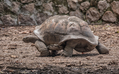 Obraz premium Gigantic Turtles in Seychelles, Rare Endemic Species, Giant Turtle, Aldabra Island, Population,Gigantic Turtles in Seychelles, Rare Endemic Species, Giant Turtle, Aldabra Island, Population, in Water