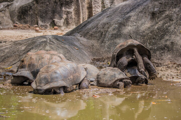 Gigantic Turtles in Seychelles, Rare Endemic Species, Giant Turtle, Aldabra Island, Population,Gigantic Turtles in Seychelles, Rare Endemic Species, Giant Turtle, Aldabra Island, Population, in Water