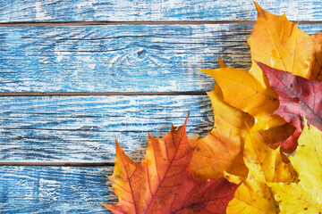 Obraz premium maple autumn leaves on wooden background. Empty wooden board background. Botanical rustic.