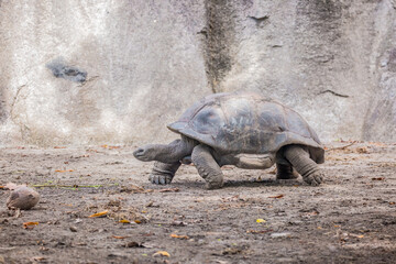 Gigantic Turtles in Seychelles, Rare Endemic Species, Giant Turtle, Aldabra Island, Population,Gigantic Turtles in Seychelles, Rare Endemic Species, Giant Turtle, Aldabra Island, Population, in Water