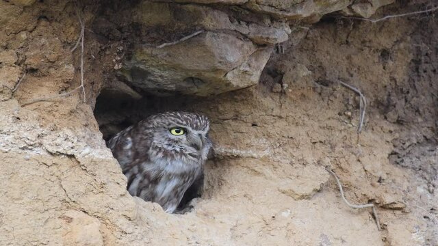 Little owl poking its head out of a hole, screams shrilly. Athena noctua. Close up.