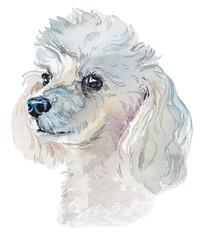 Miniature Poodle. Pet portrait. Watercolor hand drawn illustration - 460106783