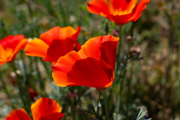 red poppy field