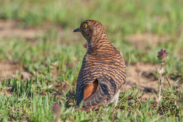 Common Cuckoo (Cuculus canorus) feeding on grass in meadow