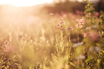 image of a field of flowers at sunset with a blurred background