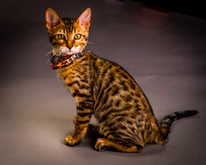 Cute, striking and adorable Bengal kitten seated with a collar that matches his markings and looking directly at the camera.