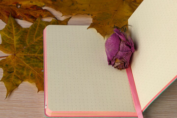 dry rosebud on the pages of an open diary surrounded by autumn maple leaves on a wooden table