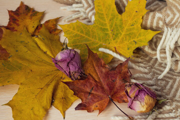 autumn maple leaves and dry rosebuds next to a warm woolen blanket on a wooden table
