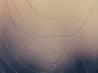 Abstract blurred background of droplets on a cobweb, soft focus, dawn colors.