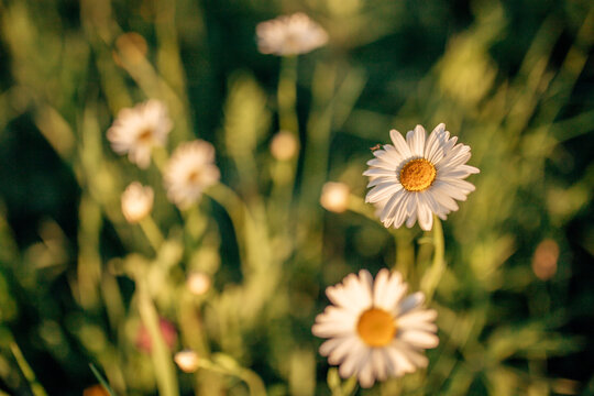 image of a field of daisies at sunset with a blurred background