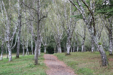 Fototapeta premium Shriveled birches in Liliental (Kaiserstuhl)