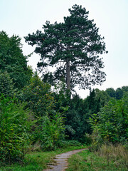 Fototapeta premium Narrow Path Leading to a Tall Pine Tree in Rusovce Park, Bratislava, Slovakia