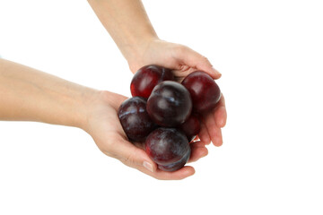 A handful of plums in female hands, isolated on white background
