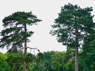 Trees in Rusovce Village park, Slovakia