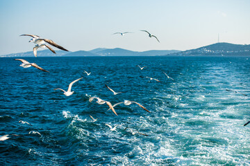 seagulls on the sea