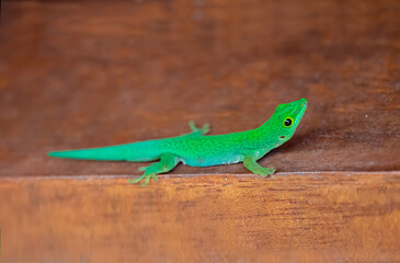 Lizard on Palm Leaves Tropical Background Sun Light Holiday Travel Design Space Palm Trees Branches Landscape Indonesia Seychelles Philippines Travel Island Relax Sea Ocean. green felzuma