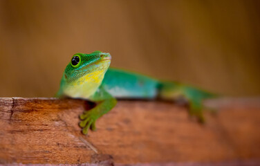 Lizard on Palm Leaves Tropical Background Sun Light Holiday Travel Design Space Palm Trees Branches Landscape Indonesia Seychelles Philippines Travel Island Relax Sea Ocean. green felzuma