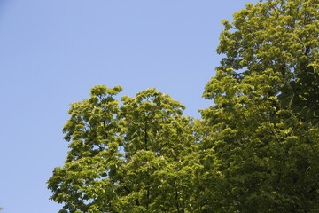 green leaves on blue sky background