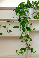White wooden shelves with green potted plant and a mirror against white wall. Interior design detail