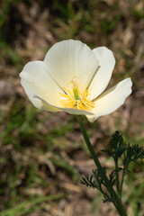white and yellow flower