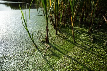 Green Duckweed (Lemna Minor) in a pond 