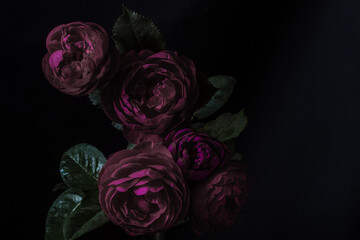 Moody flowers. Roses peony purple on a black background. Blur and selective focus. Low key photo....