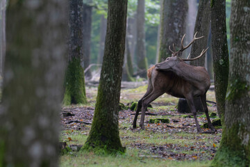 Stag Cervus elaphus in a European forest