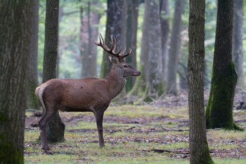 Stag Cervus elaphus in a European forest