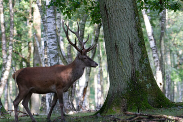 Stag Cervus elaphus in a European forest